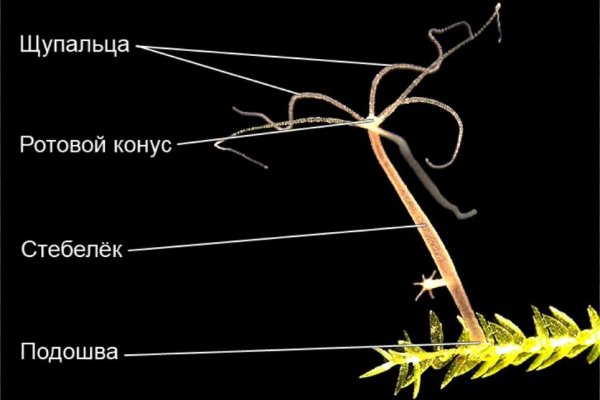 Как пополнить баланс на кракене